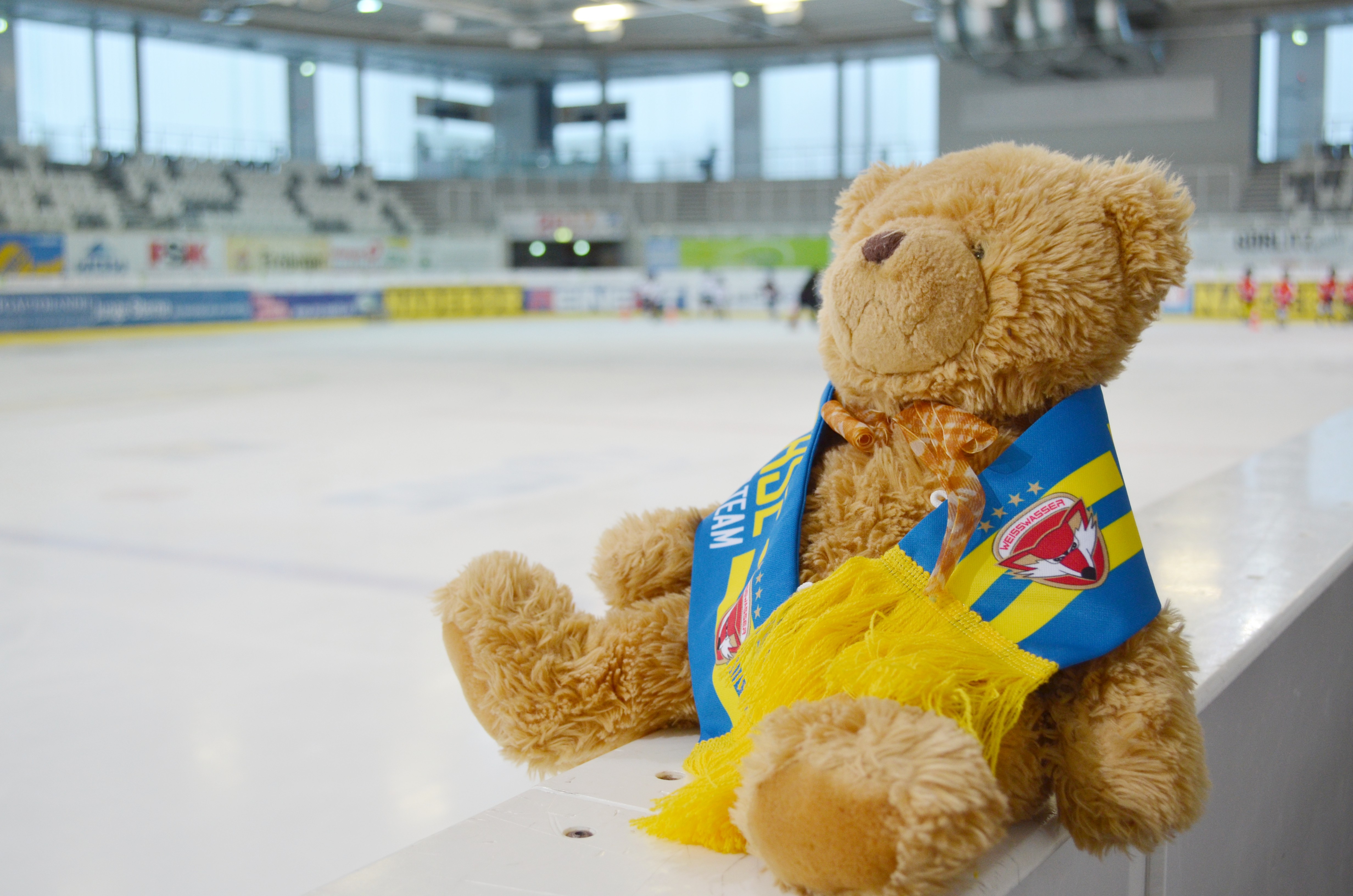 teddy eisarena weisswasser2016